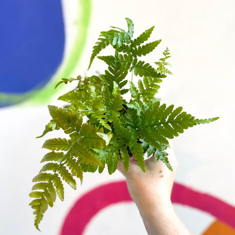 Copper Sheild Fern - Dryopteris erythrosora - Sprouts of Bristol