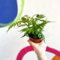 Copper Sheild Fern - Dryopteris erythrosora - Sprouts of Bristol