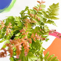Copper Sheild Fern - Dryopteris erythrosora - British Grown - Hardy Semi Evergreen Fern - Sprouts of Bristol