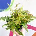 Copper Sheild Fern - Dryopteris wallichiana 'Jurassic Gold' - British Grown - Hardy Semi Evergreen Fern - Sprouts of Bristol