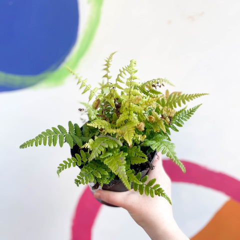 Copper Sheild Fern - Dryopteris wallichiana 'Jurassic Gold' - British Grown - Hardy Semi Evergreen Fern - Sprouts of Bristol