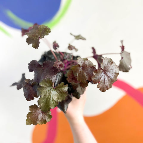 Coral Bells - Heuchera 'Indian Summer - Black Pearl'- Herbaceous Perennial - Sprouts of Bristol