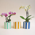 Coral Pink Stripes Jesmonite Pot - Sprouts of Bristol