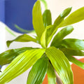 Corn Plant - Dracaena fragrans 'Limelight' - British Grown - Sprouts of Bristol