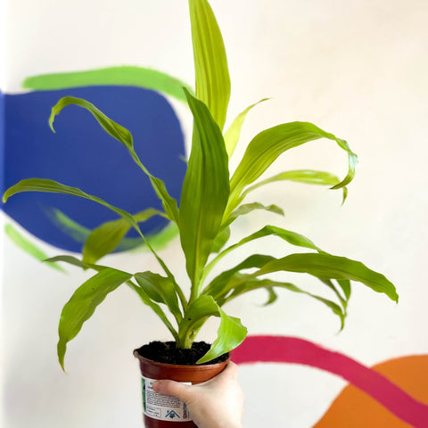 Corn Plant - Dracaena fragrans 'Limelight' - British Grown - Sprouts of Bristol