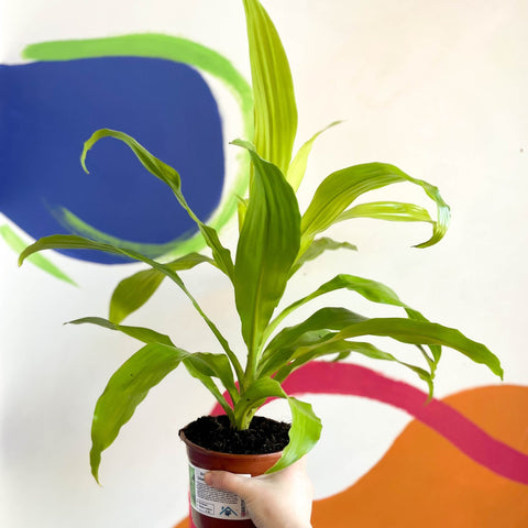 Corn Plant - Dracaena fragrans 'Limelight' - British Grown - Sprouts of Bristol