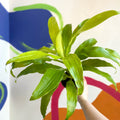 Corn Plant - Dracaena fragrans 'Limelight' - British Grown - Sprouts of Bristol