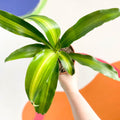 Corn Plant - Dracaena fragrans ‘Massangeana’ - British Grown - Sprouts of Bristol