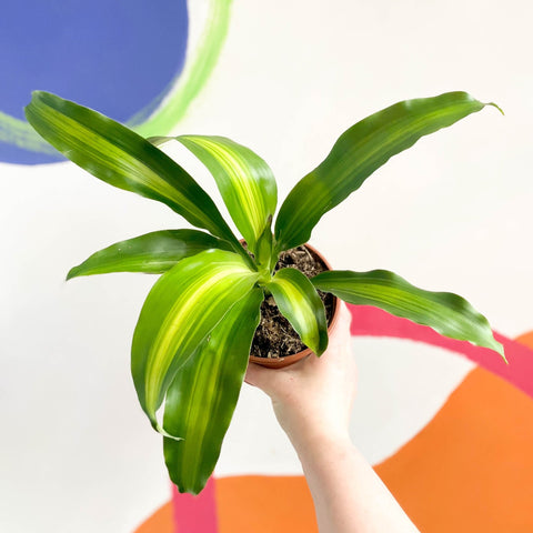 Corn Plant - Dracaena fragrans ‘Massangeana’ - British Grown - Sprouts of Bristol