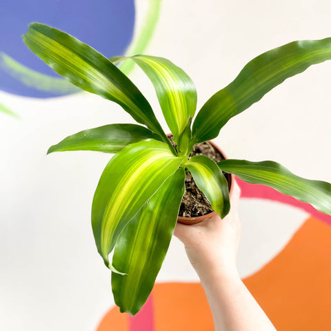 Corn Plant - Dracaena fragrans ‘Massangeana’ - British Grown - Sprouts of Bristol