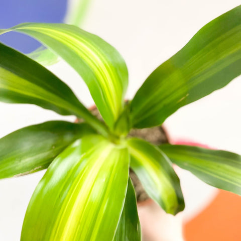 Corn Plant - Dracaena fragrans ‘Massangeana’ - British Grown - Sprouts of Bristol