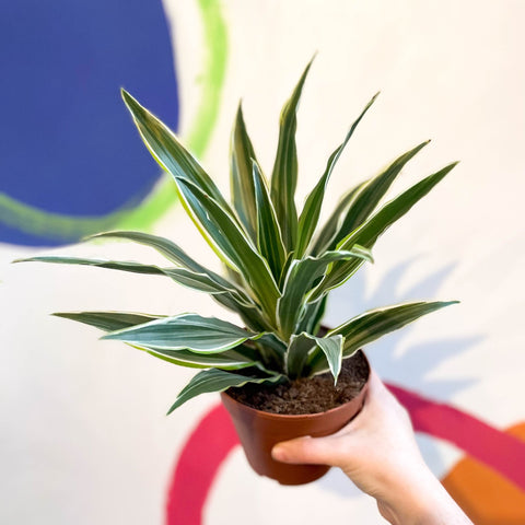 Corn Plant - Dracaena fragrans 'Surprise' - Sprouts of Bristol