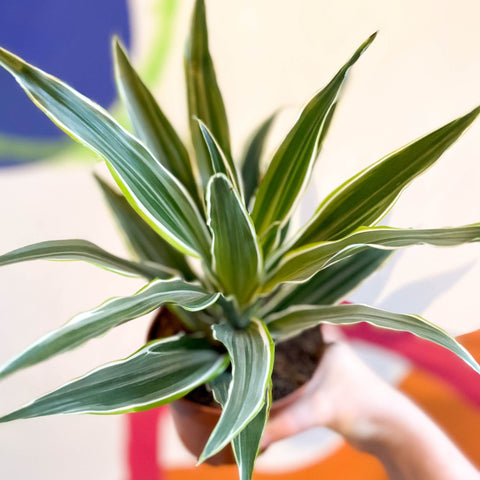 Corn Plant - Dracaena fragrans 'Surprise' - Sprouts of Bristol