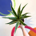 Corn Plant - Dracaena fragrans 'Surprise' - Sprouts of Bristol