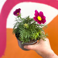 Cosmos bipinnatus 'Casanova Violet' - Sprouts of Bristol