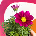 Cosmos bipinnatus 'Casanova Violet' - Sprouts of Bristol