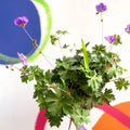 Cranesbill - Geranium 'Rozanne' - Cotswold Grown Perennial - Sprouts of Bristol