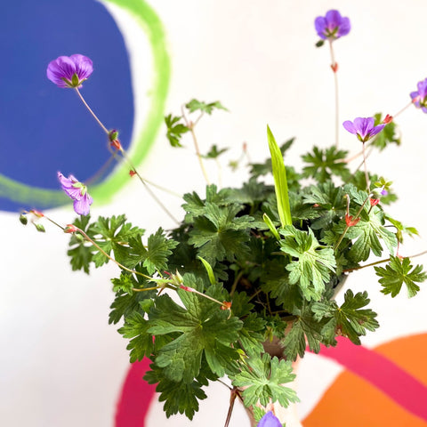 Cranesbill - Geranium 'Rozanne' - Cotswold Grown Perennial - Sprouts of Bristol