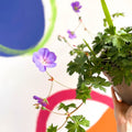 Cranesbill - Geranium 'Rozanne' - Cotswold Grown Perennial - Sprouts of Bristol