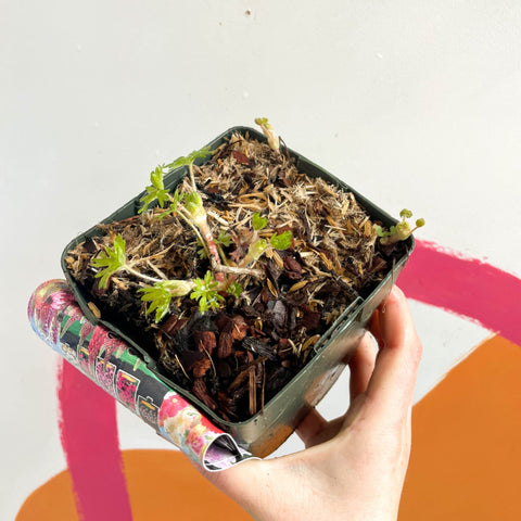 Cranesbill - Geranium sanguineum 'Apfelblüte' - Perennial - Sprouts of Bristol