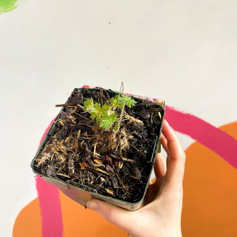 Cranesbill - Geranium sanguineum - Perennial - Sprouts of Bristol