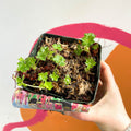 Cranesbill - Geranium x cantabrigiense 'St Ola' - Perennial - Sprouts of Bristol