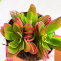 Crassula capitella 'Campfire' - Sprouts of Bristol