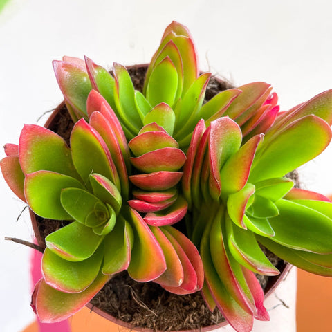 Crassula capitella 'Campfire' - Sprouts of Bristol