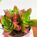 Crassula capitella 'Campfire' - Sprouts of Bristol