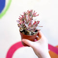 Crassula rubricaulis 'Candy Cane' - Sprouts of Bristol