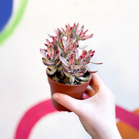Crassula rubricaulis 'Candy Cane' - Sprouts of Bristol