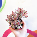 Crassula rubricaulis 'Candy Cane' - Sprouts of Bristol