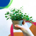 Creeping Fig - Ficus pumila 'White Sunny' - Sprouts of Bristol