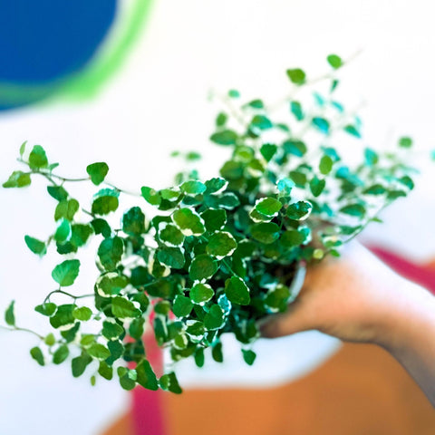 Creeping Fig - Ficus pumila 'White Sunny' - Sprouts of Bristol