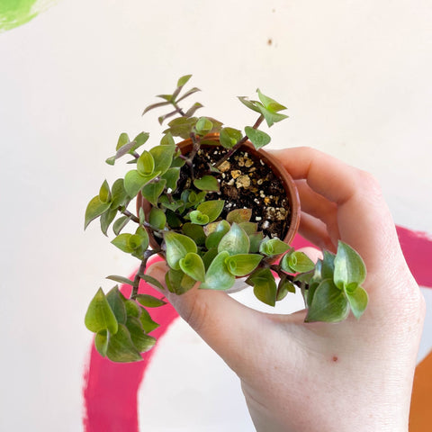 Creeping Inch Plant - Callisia repens - Welsh Grown - Sprouts of Bristol