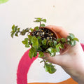 Creeping Inch Plant - Callisia repens - Welsh Grown - Sprouts of Bristol