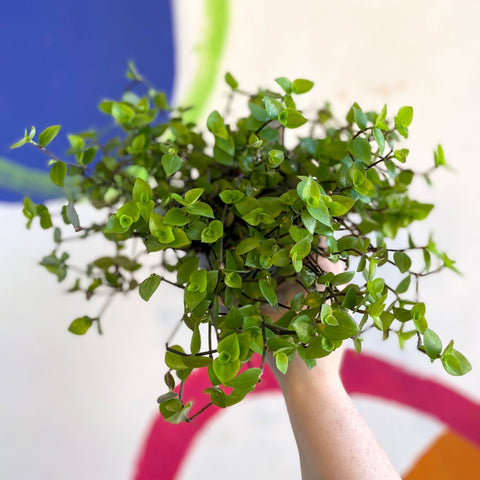 Creeping Inch Plant - Callisia repens - Welsh Grown - Sprouts of Bristol