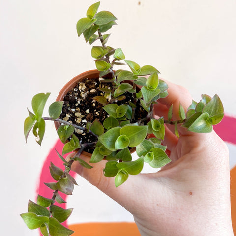 Creeping Inch Plant - Callisia repens - Welsh Grown - Sprouts of Bristol