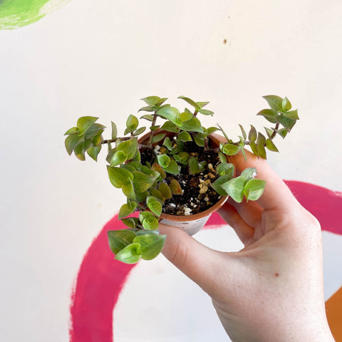 Creeping Inch Plant - Callisia repens - Welsh Grown - Sprouts of Bristol