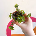 Creeping Inch Plant - Callisia repens - Welsh Grown - Sprouts of Bristol