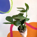 Creeping Philodendron - Rhaphidophora decursiva 'Dragon Tail' - Sprouts of Bristol