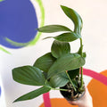Creeping Philodendron - Rhaphidophora decursiva 'Dragon Tail' - Sprouts of Bristol