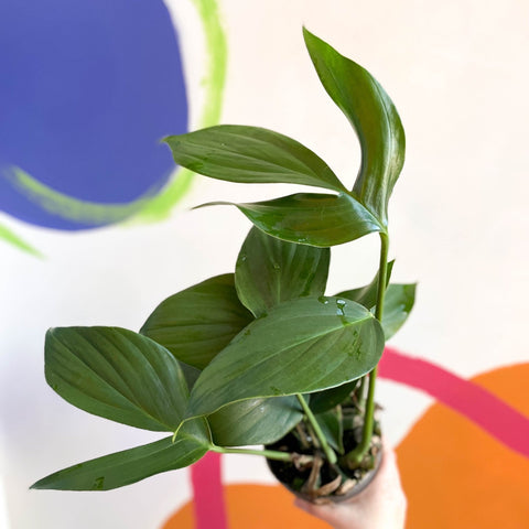 Creeping Philodendron - Rhaphidophora decursiva 'Dragon Tail' - Sprouts of Bristol