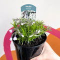 Creeping Phlox - Phlox subulata 'Bavaria' - British Grown Evergreen Perennial Alpine - Sprouts of Bristol
