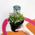 Creeping Phlox - Phlox subulata 'Bavaria' - British Grown Evergreen Perennial Alpine - Sprouts of Bristol