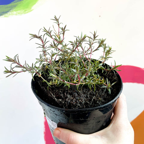 Creeping Phlox - Phlox subulata 'Candy Stripe' - British Grown Herbaceous Perennial - Sprouts of Bristol