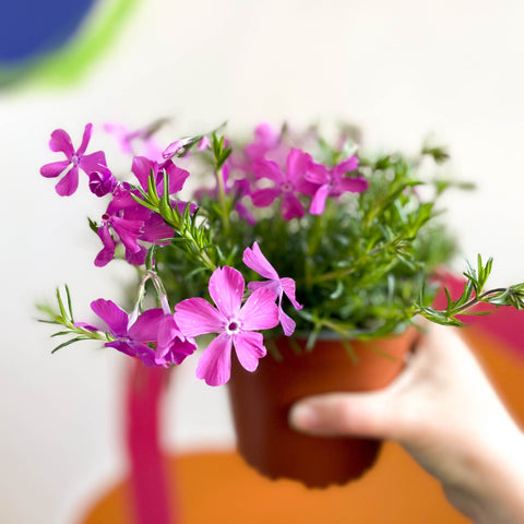 Creeping Phlox - Phlox subulata 'Drummond Pink' - British Grown Evergreen Perennial Alpine - Sprouts of Bristol