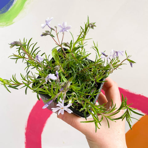 Creeping Phlox - Phlox subulata 'Emerald Cushion Blue' - British Grown Evergreen Perennial Alpine - Sprouts of Bristol
