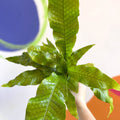 Crocodile Fern - Microsorum musifolium 'Crocodyllus' - Sprouts of Bristol