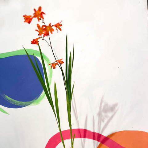 Crocosmia × crocosmiiflora 'Carmin Brilliant' - Cotswold Grown Perennial - Sprouts of Bristol